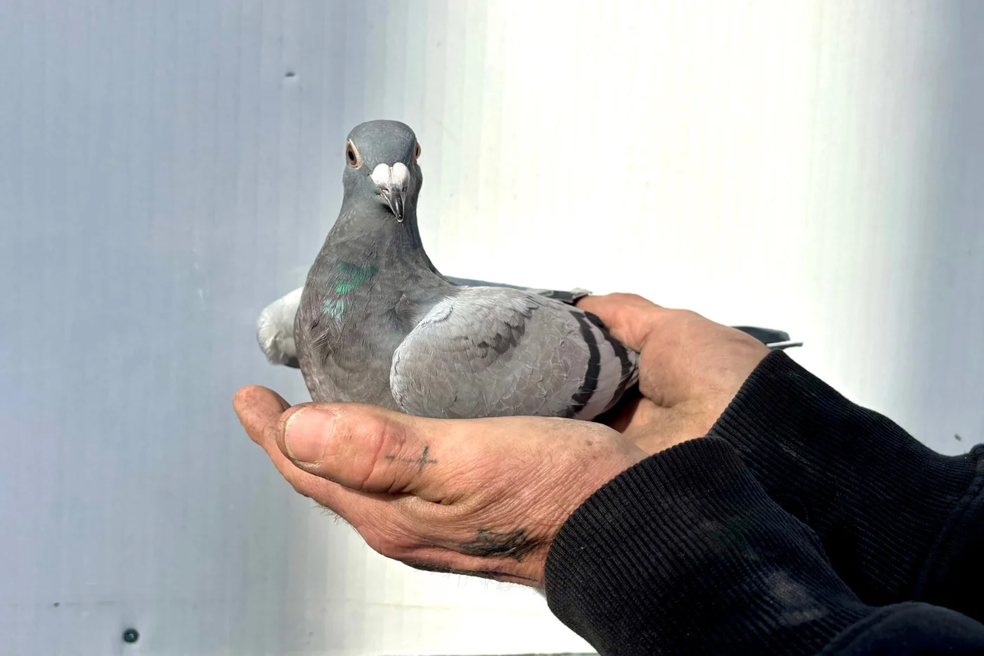 Racing pigeon held at Burns Loft — quality birds available from proven Belgian bloodlines, Dagenham