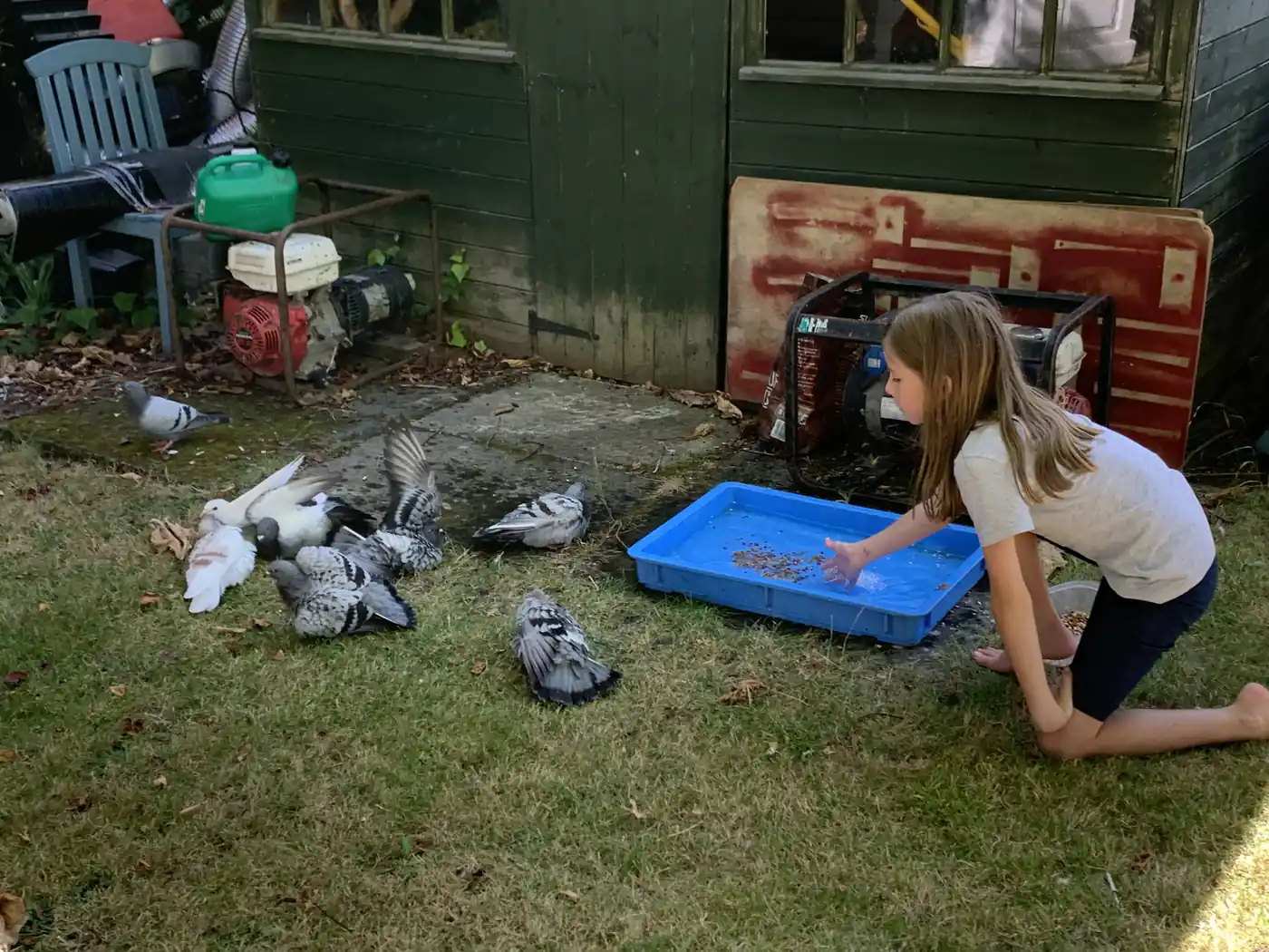 Young pigeon keeper hand feeding racing pigeons in the garden — Burns Loft, Dagenham SE England. Family involvement in pigeon keeping and white dove breeding from an early age. 2019.