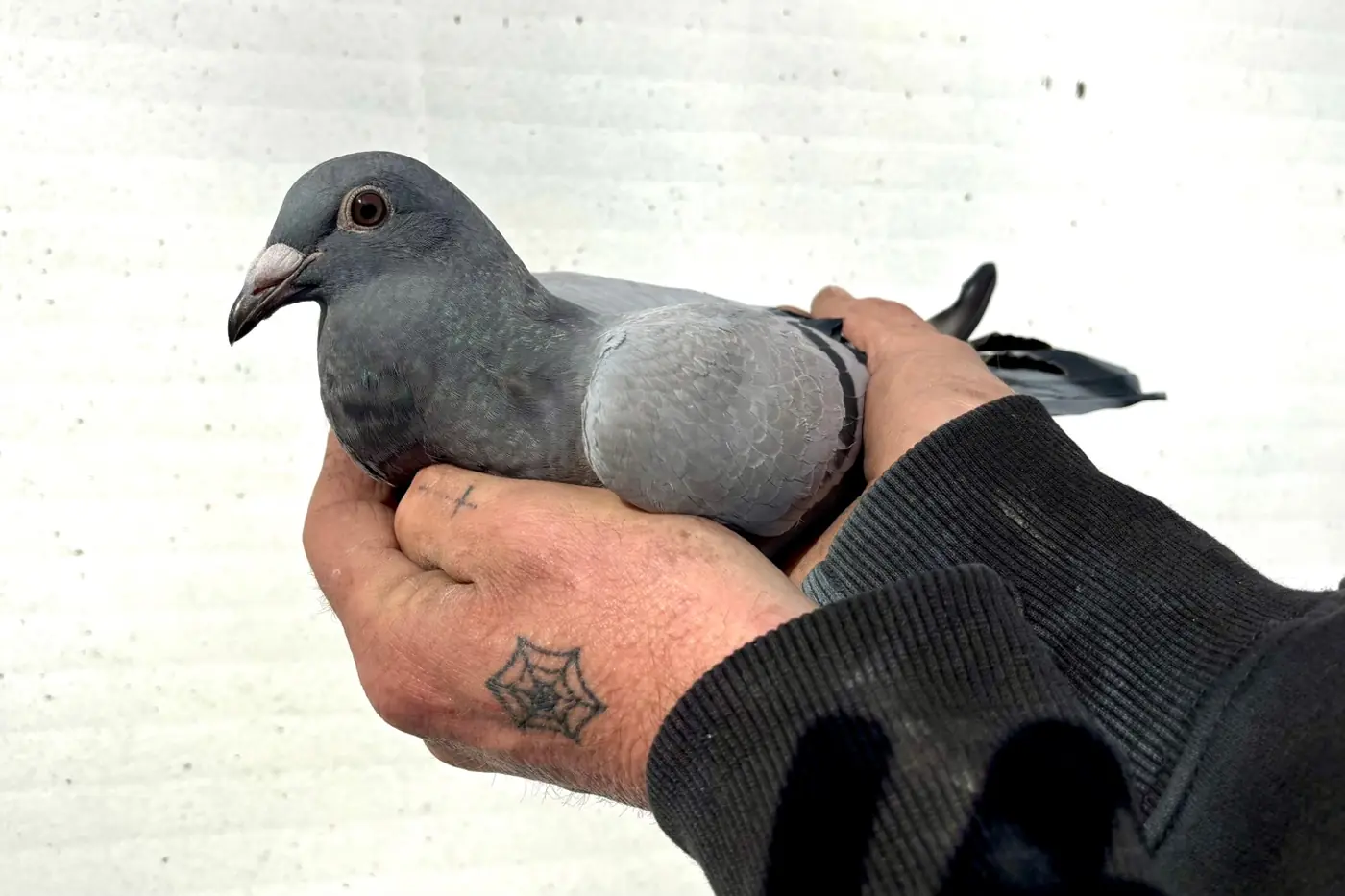 Burns Loft young birds — RPRA rung birds, Dagenham SE England