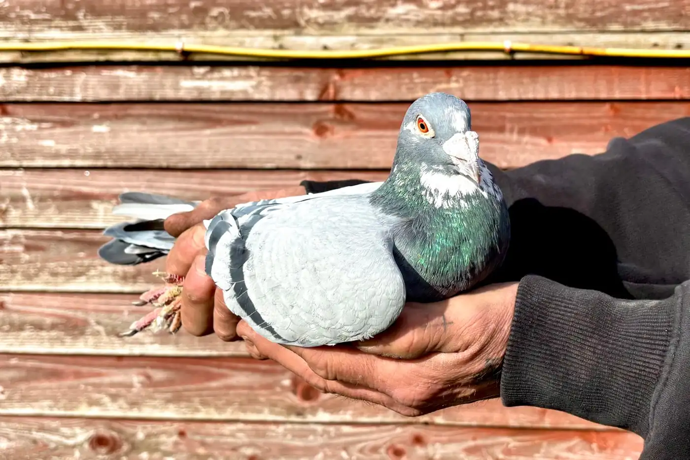 Pitbull bloodline racing pigeon held at Burns Loft Dagenham — Belgian sprint bloodline