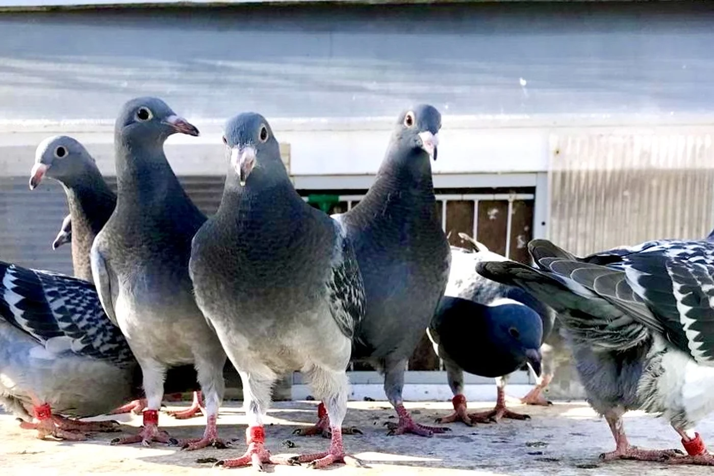 Racing pigeons at Burns Loft Dagenham — young birds bred from proven Belgian bloodlines