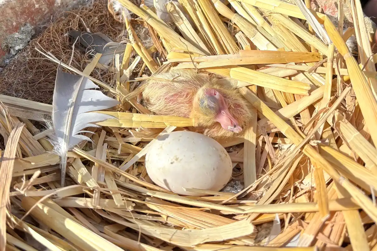Racing pigeon squab hatching in nest box — breeding season at Burns Loft, Dagenham
